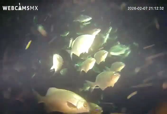 Cozumel, Carribean Underwater Fish World Live Cam - Zona Hotelera Sur, San Mugiel de Cozumel, Municipio de Cozumel, Quintana Roo, Mexico
