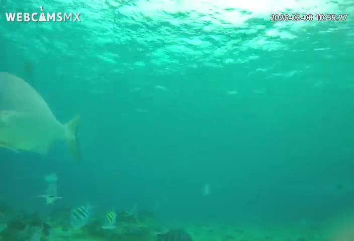 Cozumel, Carribean Underwater Fish World Live Cam - Zona Hotelera Sur, San Mugiel de Cozumel, Municipio de Cozumel, Quintana Roo, Mexico