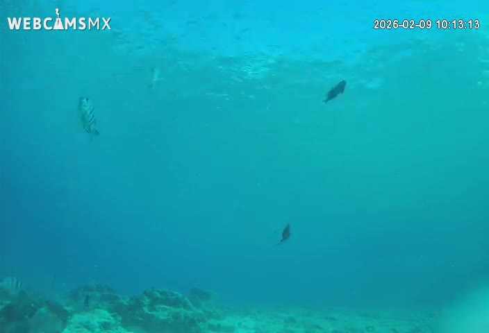 Cozumel, Carribean Underwater Fish World Live Cam - Zona Hotelera Sur, San Mugiel de Cozumel, Municipio de Cozumel, Quintana Roo, Mexico