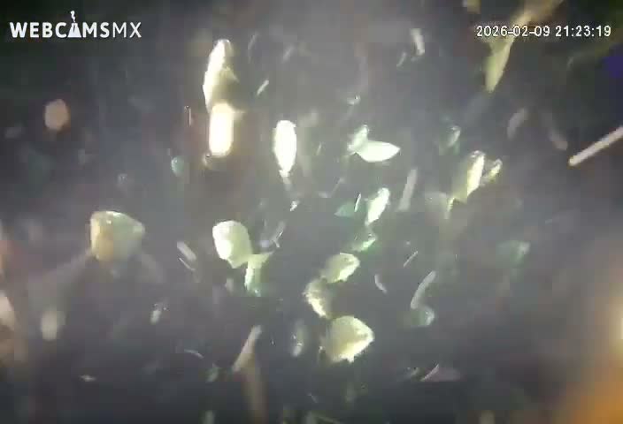 Cozumel, Carribean Underwater Fish World Live Cam - Zona Hotelera Sur, San Mugiel de Cozumel, Municipio de Cozumel, Quintana Roo, Mexico