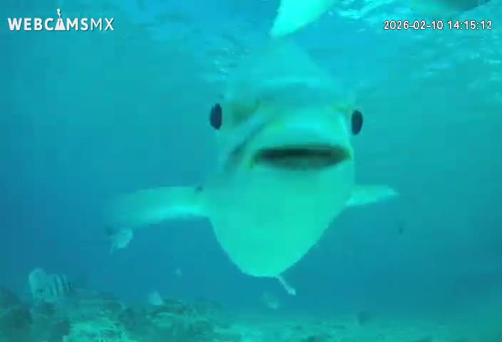 Cozumel, Carribean Underwater Fish World Live Cam - Zona Hotelera Sur, San Mugiel de Cozumel, Municipio de Cozumel, Quintana Roo, Mexico