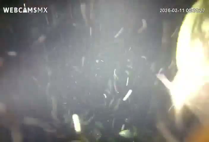 Cozumel, Carribean Underwater Fish World Live Cam - Zona Hotelera Sur, San Mugiel de Cozumel, Municipio de Cozumel, Quintana Roo, Mexico