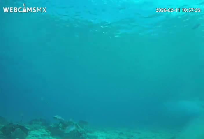Cozumel, Carribean Underwater Fish World Live Cam - Zona Hotelera Sur, San Mugiel de Cozumel, Municipio de Cozumel, Quintana Roo, Mexico