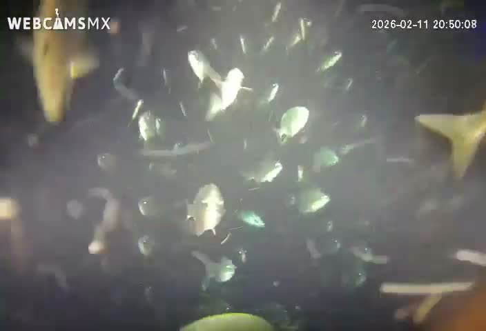 Cozumel, Carribean Underwater Fish World Live Cam - Zona Hotelera Sur, San Mugiel de Cozumel, Municipio de Cozumel, Quintana Roo, Mexico