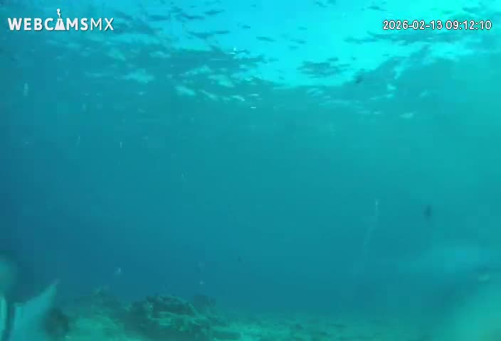 Cozumel, Carribean Underwater Fish World Live Cam - Zona Hotelera Sur, San Mugiel de Cozumel, Municipio de Cozumel, Quintana Roo, Mexico