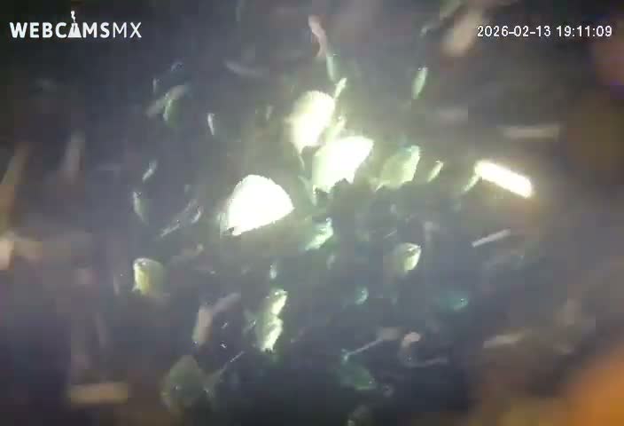 Cozumel, Carribean Underwater Fish World Live Cam - Zona Hotelera Sur, San Mugiel de Cozumel, Municipio de Cozumel, Quintana Roo, Mexico