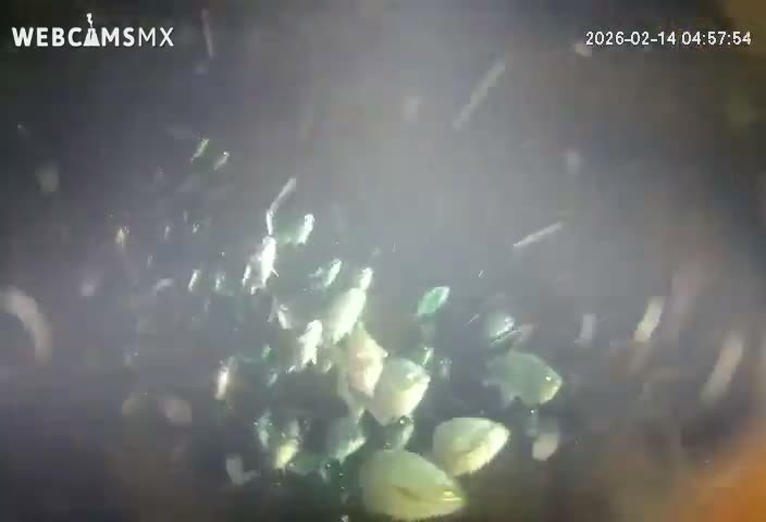 Cozumel, Carribean Underwater Fish World Live Cam - Zona Hotelera Sur, San Mugiel de Cozumel, Municipio de Cozumel, Quintana Roo, Mexico