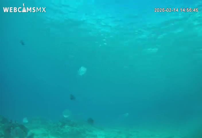 Cozumel, Carribean Underwater Fish World Live Cam - Zona Hotelera Sur, San Mugiel de Cozumel, Municipio de Cozumel, Quintana Roo, Mexico