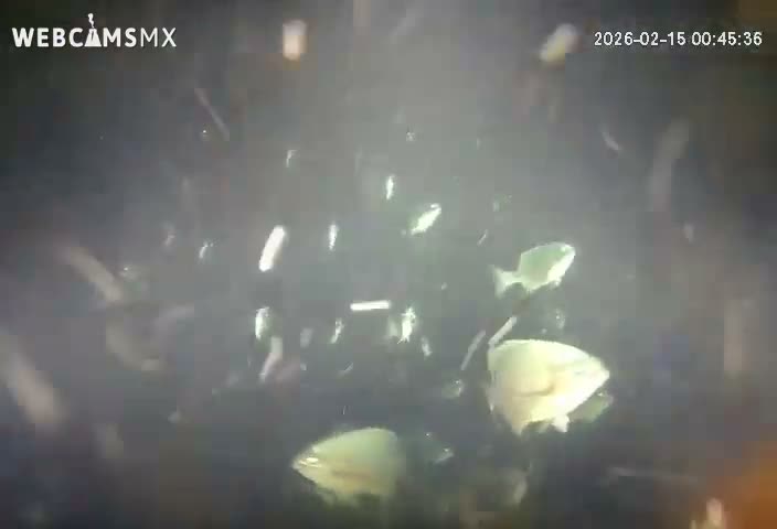 Cozumel, Carribean Underwater Fish World Live Cam - Zona Hotelera Sur, San Mugiel de Cozumel, Municipio de Cozumel, Quintana Roo, Mexico
