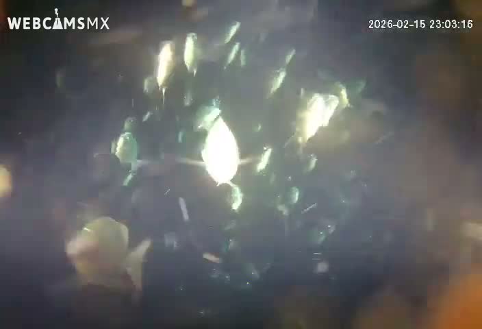 Cozumel, Carribean Underwater Fish World Live Cam - Zona Hotelera Sur, San Mugiel de Cozumel, Municipio de Cozumel, Quintana Roo, Mexico