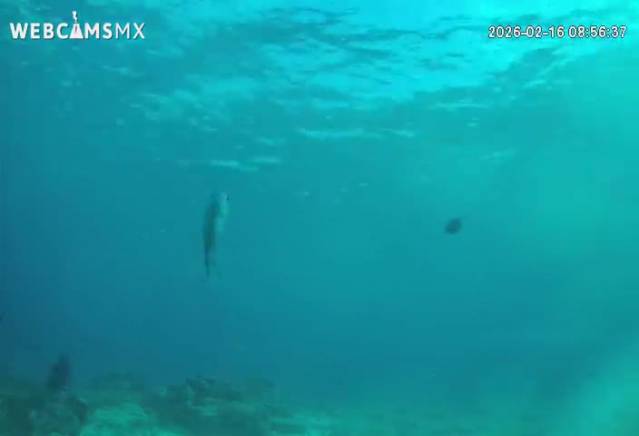 Cozumel, Carribean Underwater Fish World Live Cam - Zona Hotelera Sur, San Mugiel de Cozumel, Municipio de Cozumel, Quintana Roo, Mexico