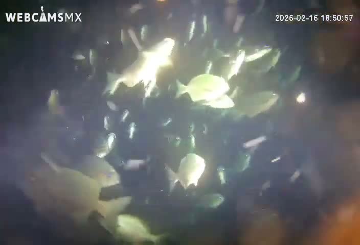 Cozumel, Carribean Underwater Fish World Live Cam - Zona Hotelera Sur, San Mugiel de Cozumel, Municipio de Cozumel, Quintana Roo, Mexico