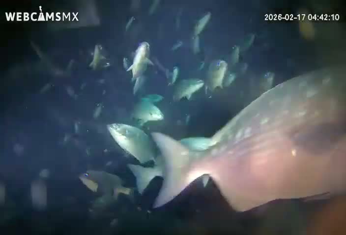 Cozumel, Carribean Underwater Fish World Live Cam - Zona Hotelera Sur, San Mugiel de Cozumel, Municipio de Cozumel, Quintana Roo, Mexico