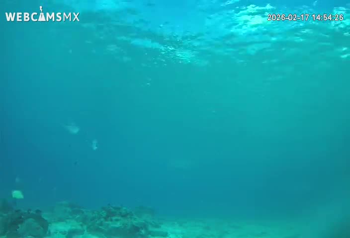 Cozumel, Carribean Underwater Fish World Live Cam - Zona Hotelera Sur, San Mugiel de Cozumel, Municipio de Cozumel, Quintana Roo, Mexico