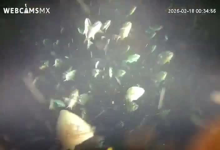 Cozumel, Carribean Underwater Fish World Live Cam - Zona Hotelera Sur, San Mugiel de Cozumel, Municipio de Cozumel, Quintana Roo, Mexico