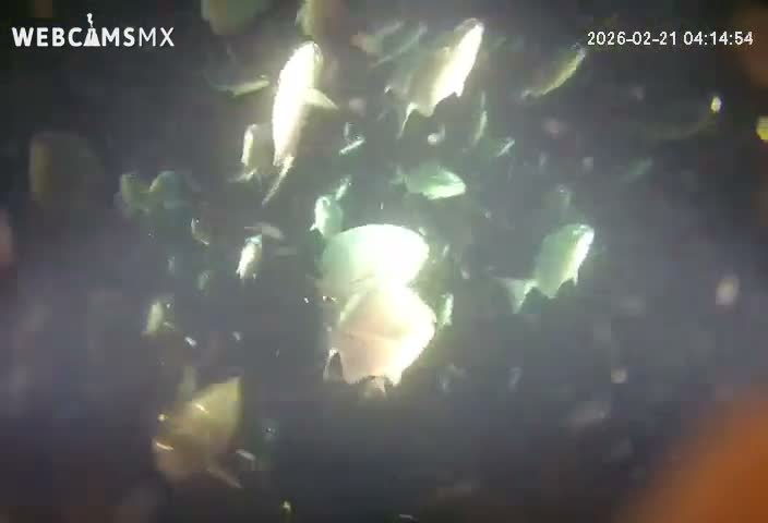 Cozumel, Carribean Underwater Fish World Live Cam - Zona Hotelera Sur, San Mugiel de Cozumel, Municipio de Cozumel, Quintana Roo, Mexico