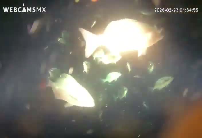 Cozumel, Carribean Underwater Fish World Live Cam - Zona Hotelera Sur, San Mugiel de Cozumel, Municipio de Cozumel, Quintana Roo, Mexico