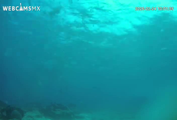 Cozumel, Carribean Underwater Fish World Live Cam - Zona Hotelera Sur, San Mugiel de Cozumel, Municipio de Cozumel, Quintana Roo, Mexico