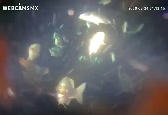 Cozumel, Carribean Underwater Fish World Live Cam - Zona Hotelera Sur, San Mugiel de Cozumel, Municipio de Cozumel, Quintana Roo, Mexico
