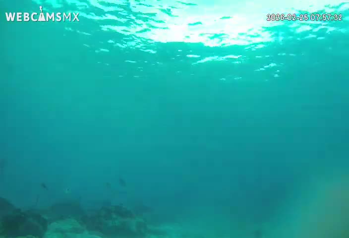 Cozumel, Carribean Underwater Fish World Live Cam - Zona Hotelera Sur, San Mugiel de Cozumel, Municipio de Cozumel, Quintana Roo, Mexico