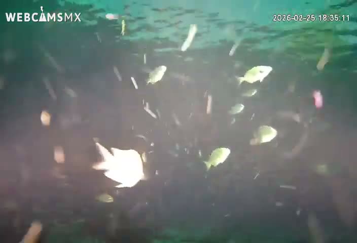 Cozumel, Carribean Underwater Fish World Live Cam - Zona Hotelera Sur, San Mugiel de Cozumel, Municipio de Cozumel, Quintana Roo, Mexico