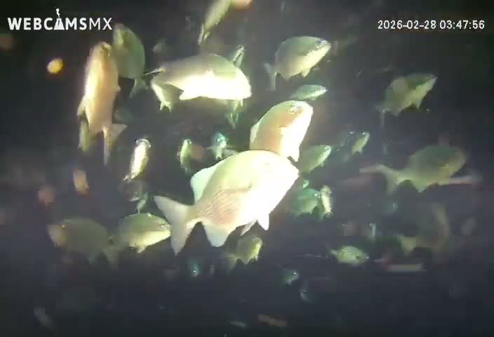 Cozumel, Carribean Underwater Fish World Live Cam - Zona Hotelera Sur, San Mugiel de Cozumel, Municipio de Cozumel, Quintana Roo, Mexico