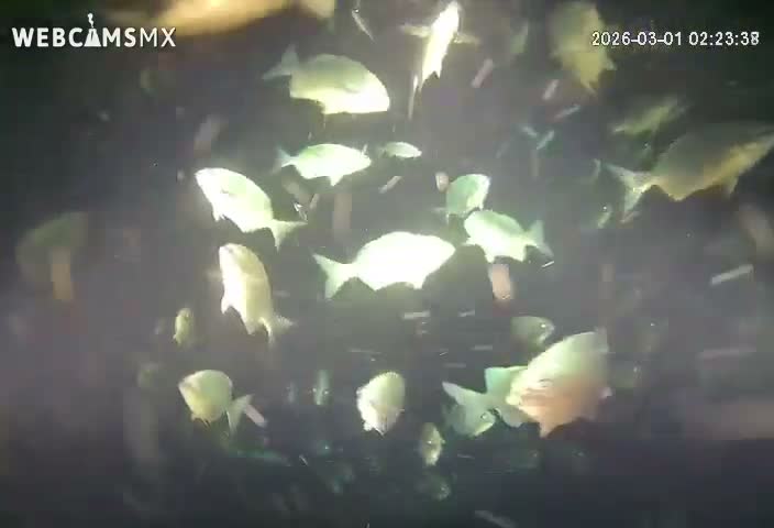 Cozumel, Carribean Underwater Fish World Live Cam - Zona Hotelera Sur, San Mugiel de Cozumel, Municipio de Cozumel, Quintana Roo, Mexico