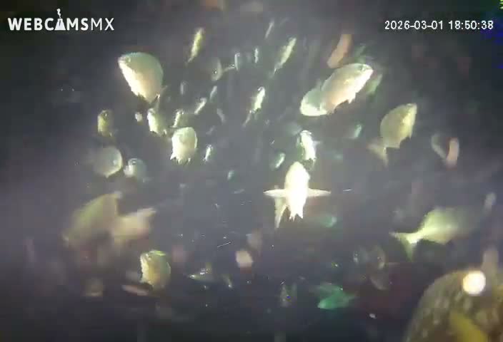 Cozumel, Carribean Underwater Fish World Live Cam - Zona Hotelera Sur, San Mugiel de Cozumel, Municipio de Cozumel, Quintana Roo, Mexico