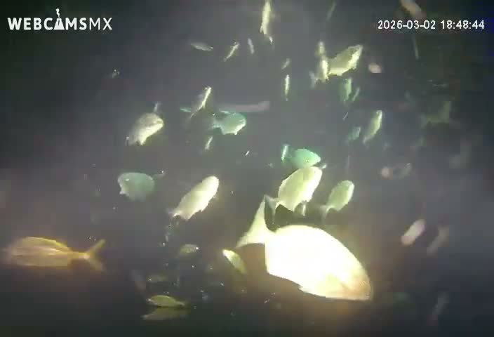 Cozumel, Carribean Underwater Fish World Live Cam - Zona Hotelera Sur, San Mugiel de Cozumel, Municipio de Cozumel, Quintana Roo, Mexico