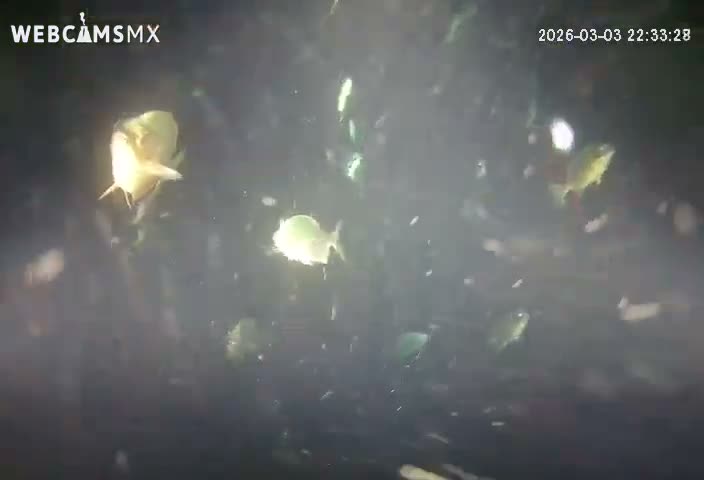 Cozumel, Carribean Underwater Fish World Live Cam - Zona Hotelera Sur, San Mugiel de Cozumel, Municipio de Cozumel, Quintana Roo, Mexico