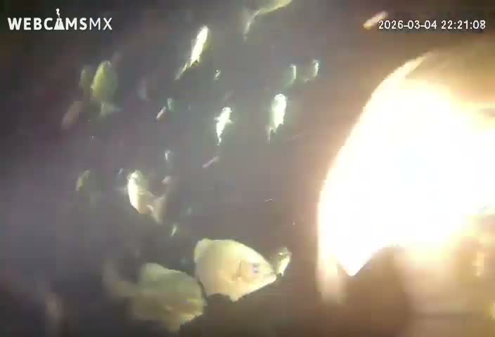 Cozumel, Carribean Underwater Fish World Live Cam - Zona Hotelera Sur, San Mugiel de Cozumel, Municipio de Cozumel, Quintana Roo, Mexico