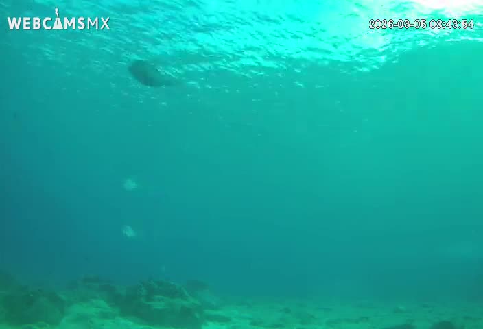 Cozumel, Carribean Underwater Fish World Live Cam - Zona Hotelera Sur, San Mugiel de Cozumel, Municipio de Cozumel, Quintana Roo, Mexico