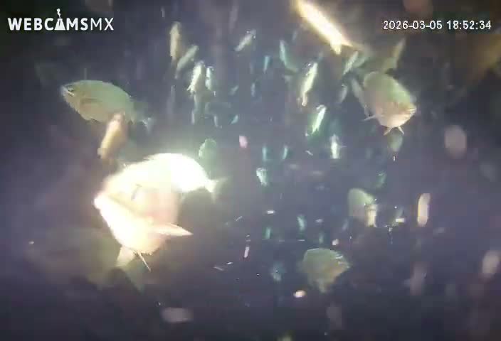 Cozumel, Carribean Underwater Fish World Live Cam - Zona Hotelera Sur, San Mugiel de Cozumel, Municipio de Cozumel, Quintana Roo, Mexico
