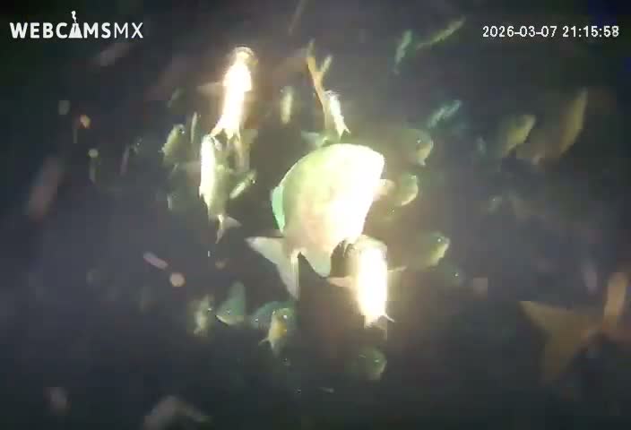 Cozumel, Carribean Underwater Fish World Live Cam - Zona Hotelera Sur, San Mugiel de Cozumel, Municipio de Cozumel, Quintana Roo, Mexico