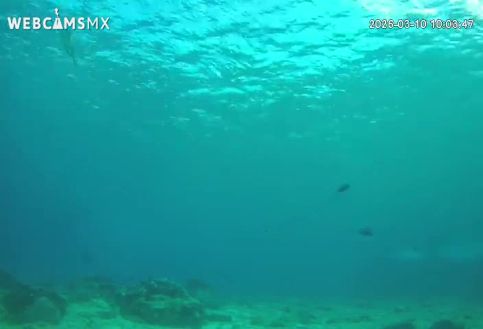 Cozumel, Carribean Underwater Fish World Live Cam - Zona Hotelera Sur, San Mugiel de Cozumel, Municipio de Cozumel, Quintana Roo, Mexico