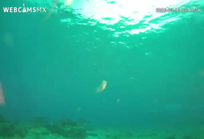 Cozumel, Carribean Underwater Fish World Live Cam - Zona Hotelera Sur, San Mugiel de Cozumel, Municipio de Cozumel, Quintana Roo, Mexico