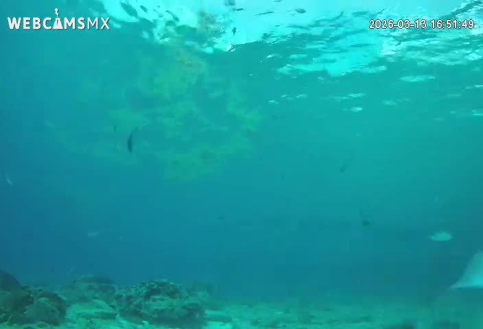 Cozumel, Carribean Underwater Fish World Live Cam - Zona Hotelera Sur, San Mugiel de Cozumel, Municipio de Cozumel, Quintana Roo, Mexico