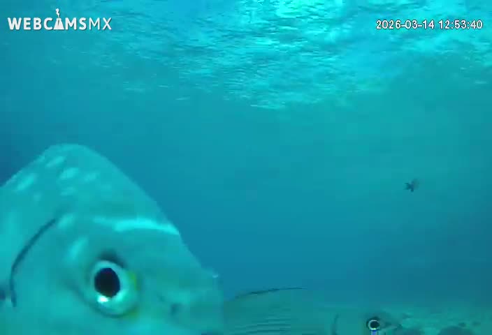 Cozumel, Carribean Underwater Fish World Live Cam - Zona Hotelera Sur, San Mugiel de Cozumel, Municipio de Cozumel, Quintana Roo, Mexico