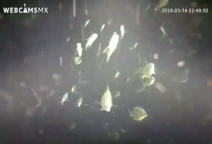 Cozumel, Carribean Underwater Fish World Live Cam - Zona Hotelera Sur, San Mugiel de Cozumel, Municipio de Cozumel, Quintana Roo, Mexico
