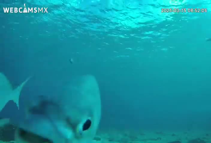 Cozumel, Carribean Underwater Fish World Live Cam - Zona Hotelera Sur, San Mugiel de Cozumel, Municipio de Cozumel, Quintana Roo, Mexico