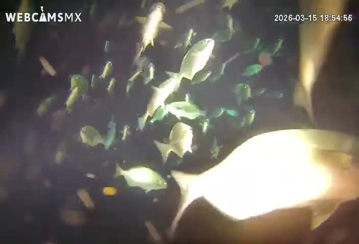 Cozumel, Carribean Underwater Fish World Live Cam - Zona Hotelera Sur, San Mugiel de Cozumel, Municipio de Cozumel, Quintana Roo, Mexico