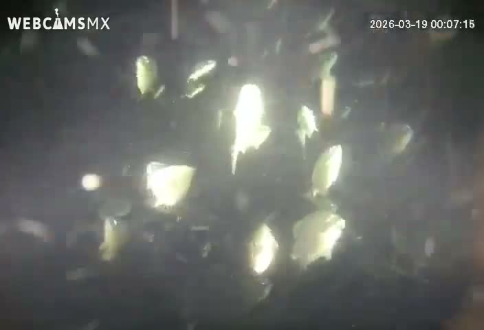 Cozumel, Carribean Underwater Fish World Live Cam - Zona Hotelera Sur, San Mugiel de Cozumel, Municipio de Cozumel, Quintana Roo, Mexico