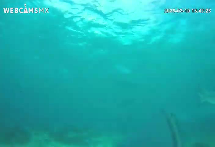 Cozumel, Carribean Underwater Fish World Live Cam - Zona Hotelera Sur, San Mugiel de Cozumel, Municipio de Cozumel, Quintana Roo, Mexico