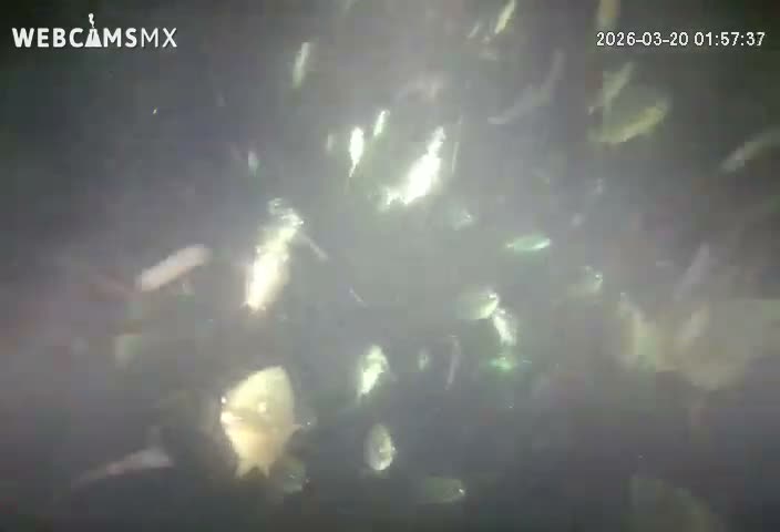 Cozumel, Carribean Underwater Fish World Live Cam - Zona Hotelera Sur, San Mugiel de Cozumel, Municipio de Cozumel, Quintana Roo, Mexico