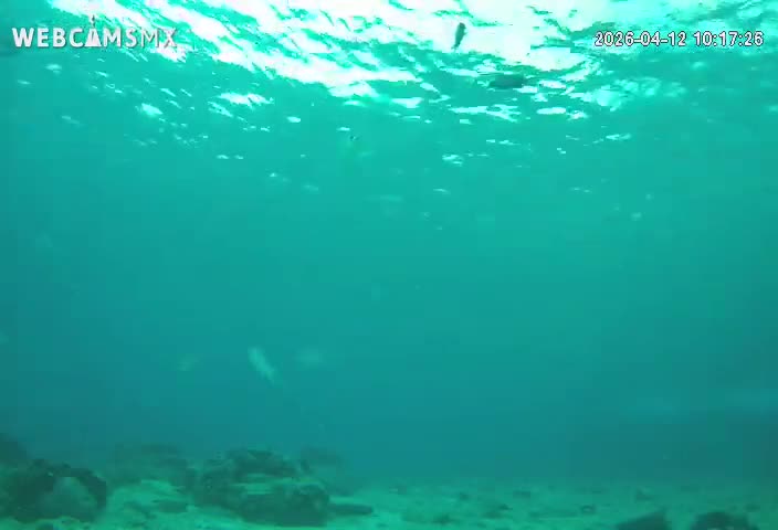 Cozumel, Carribean Underwater Fish World Live Cam - Zona Hotelera Sur, San Mugiel de Cozumel, Municipio de Cozumel, Quintana Roo, Mexico