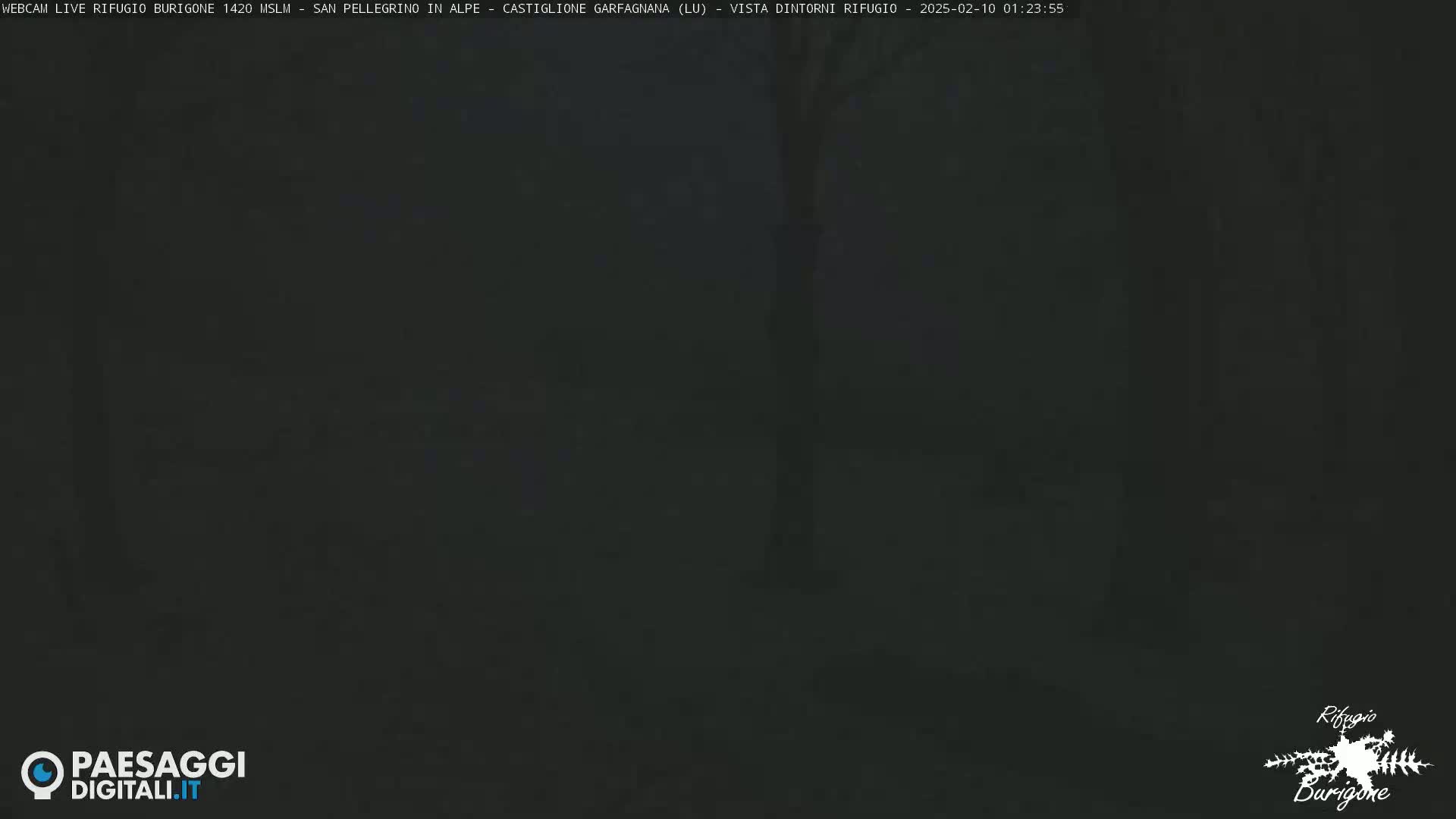 A dark, blurry outdoor scene at night shows indistinct shapes of trees and foliage.