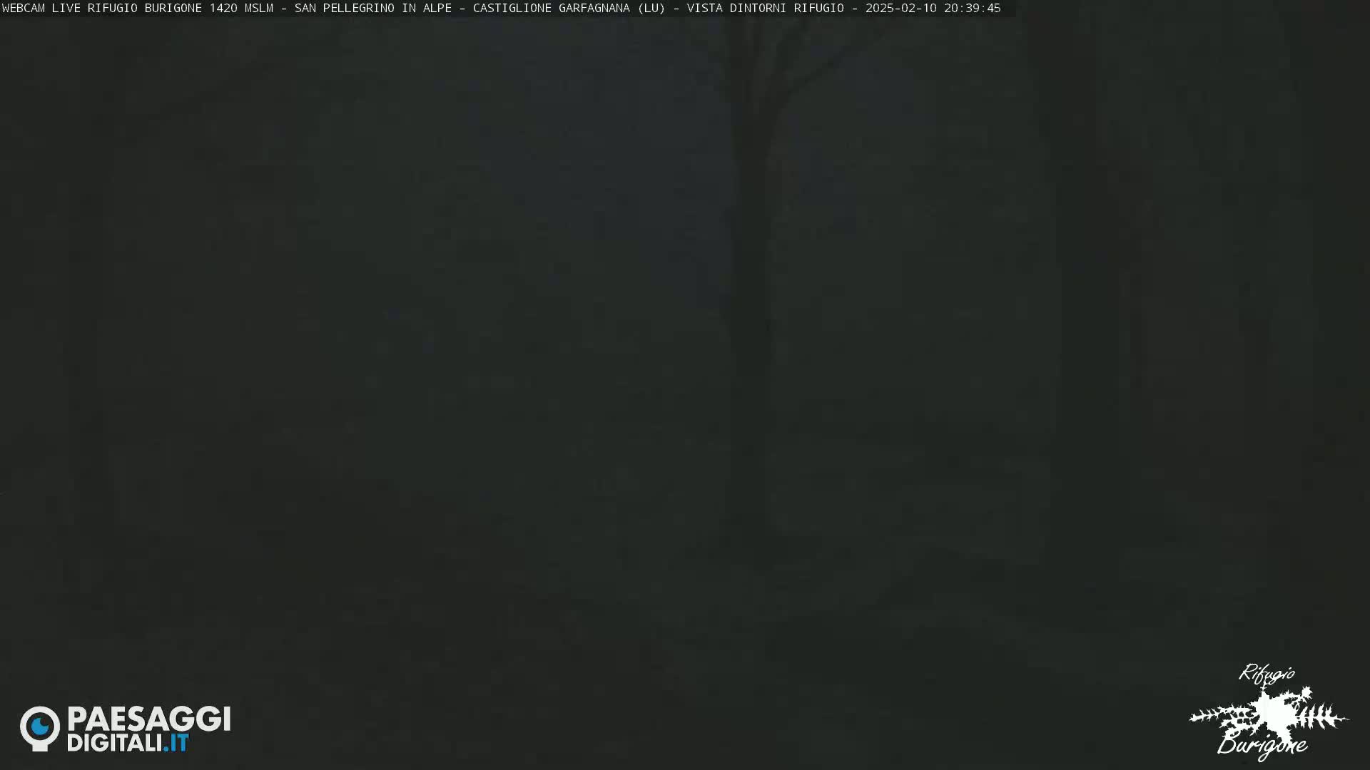A dark, nighttime image of a wooded area under a foggy or hazy sky.