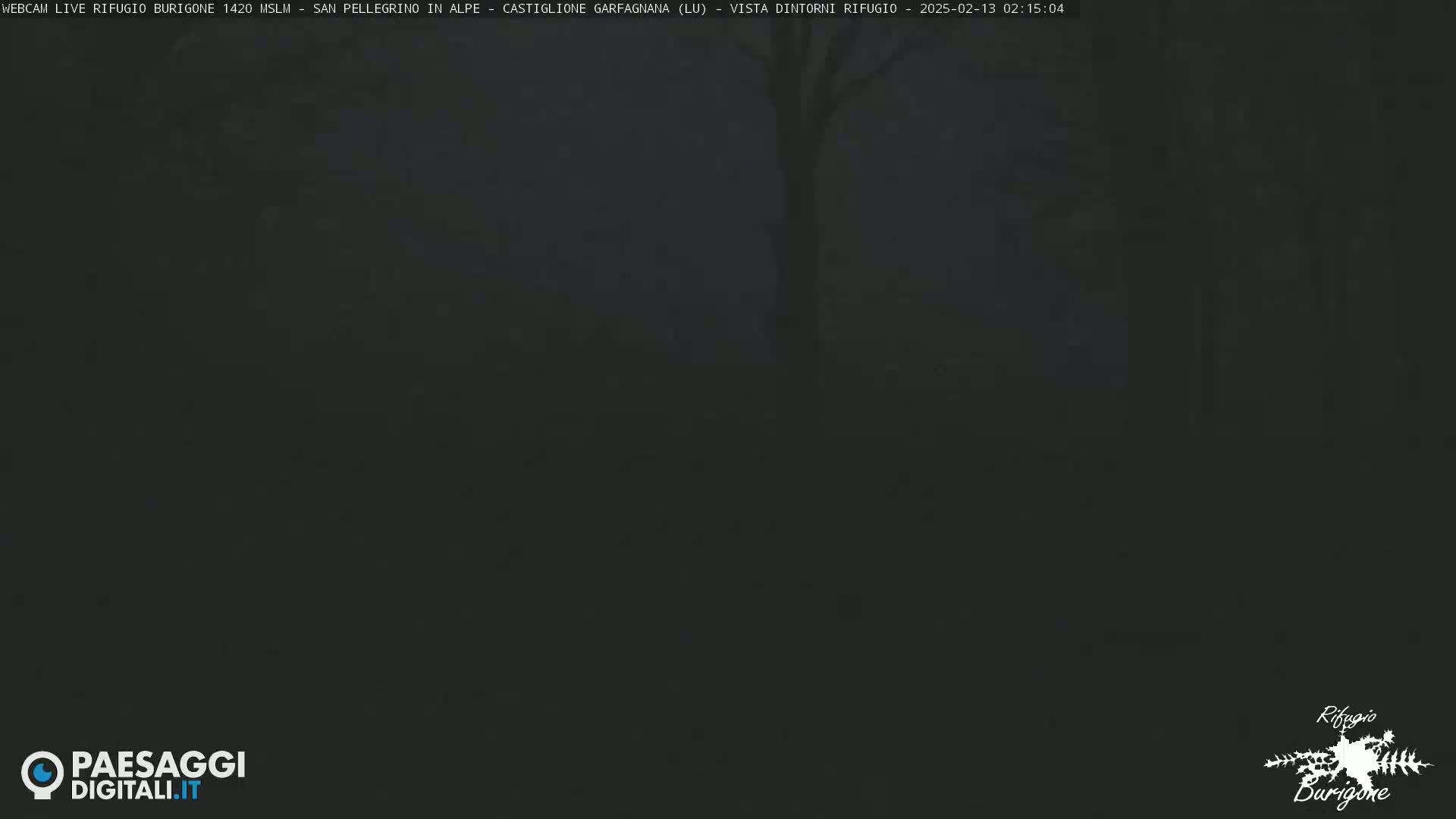 A dark, foggy image of a wooded area at night, showing a single tree trunk in the center.
