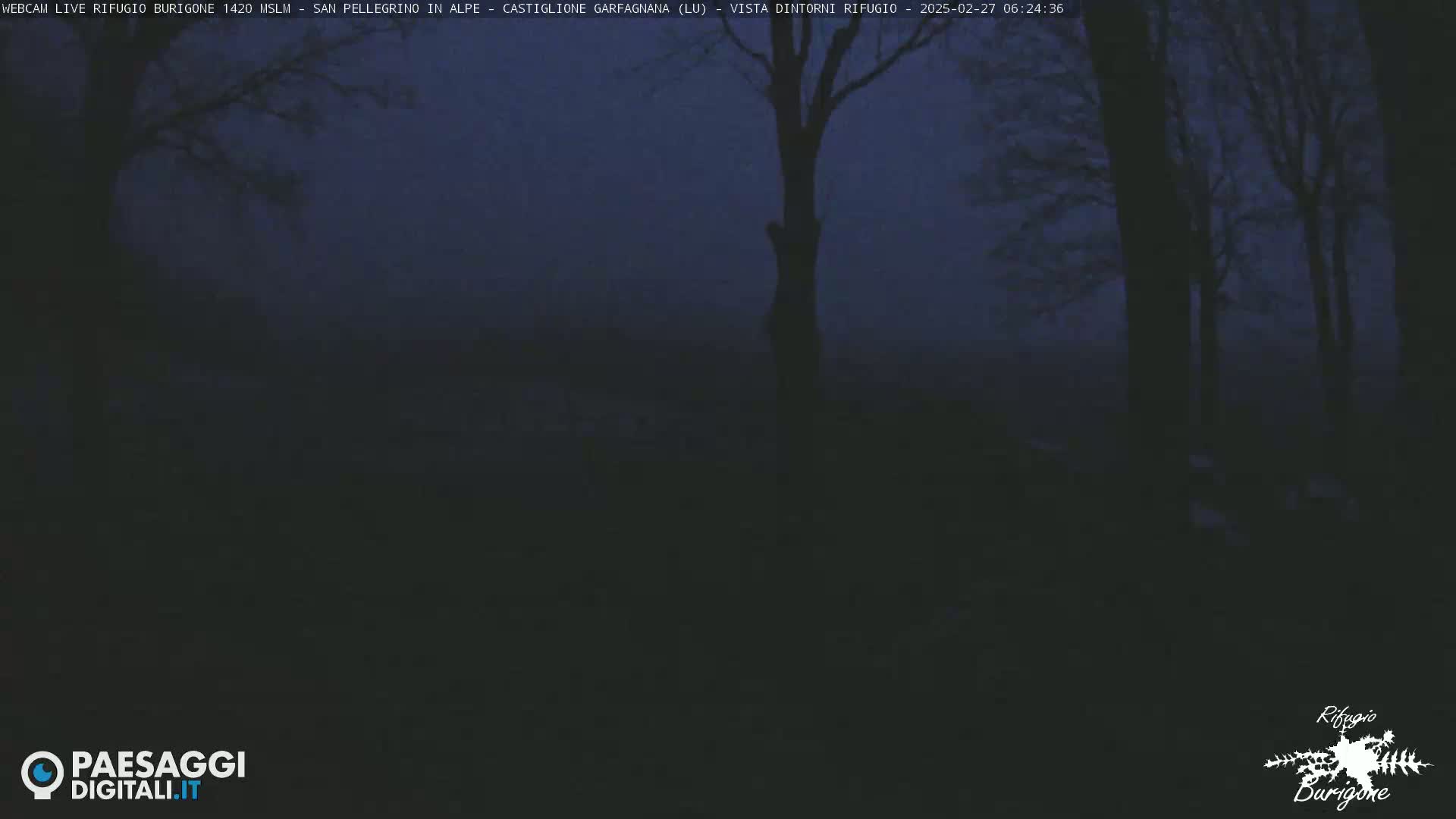 A dark, foggy scene shows the silhouettes of trees at dusk or dawn.