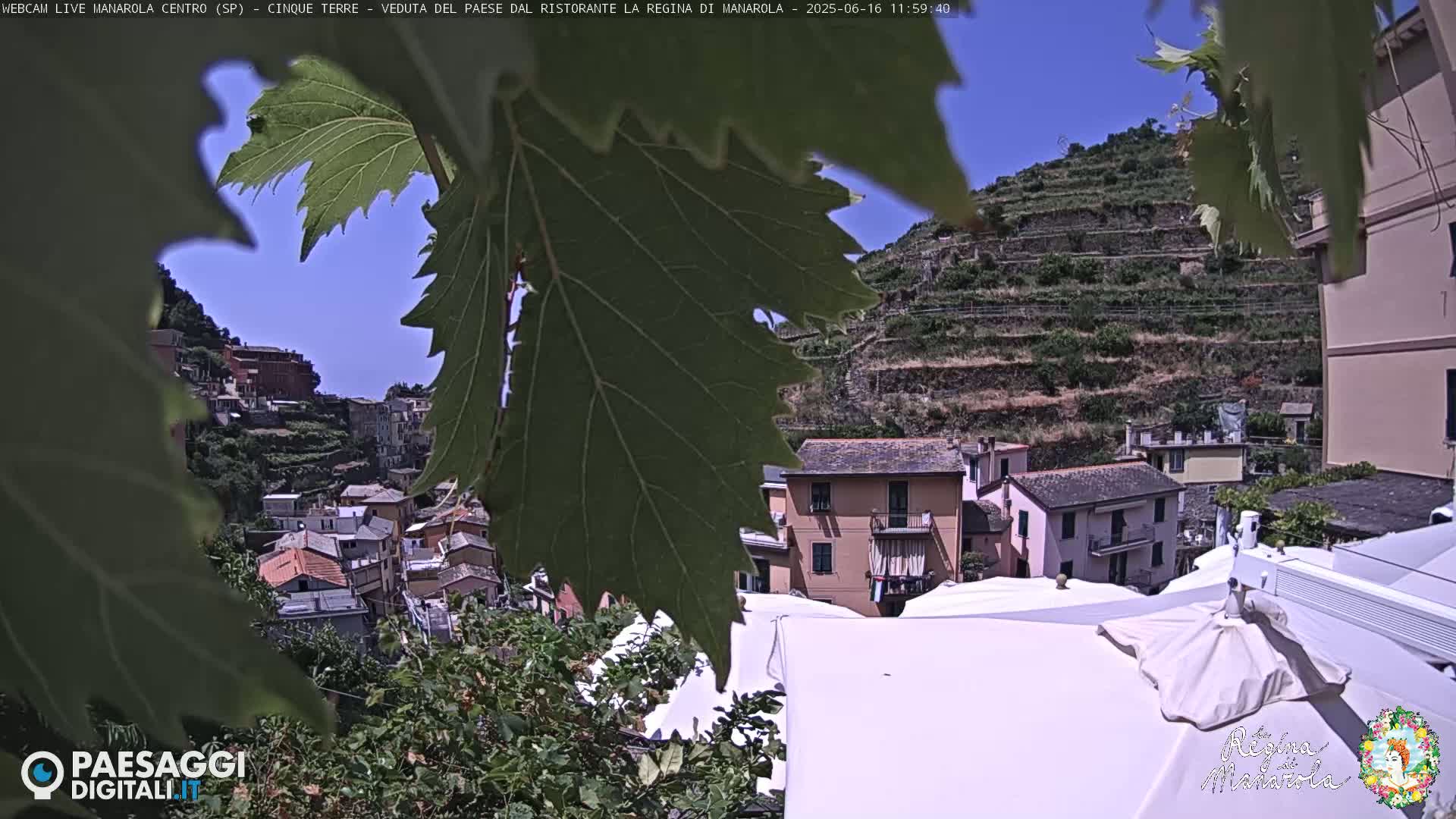 A partly obscured view of a hillside village with terraced vineyards under a clear blue sky is seen through large green leaves.